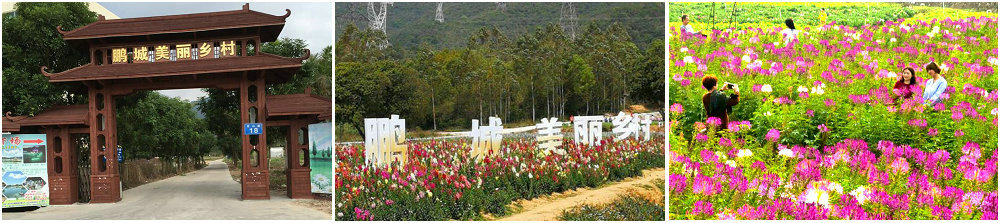 图片1美丽乡村.jpg