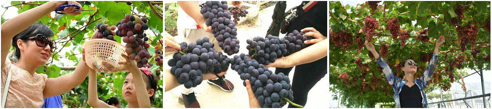葡萄园.jpg